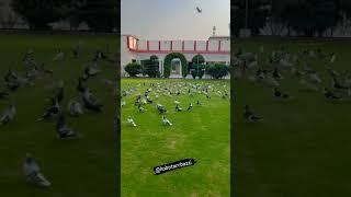 vk pigeon lovers  #subscribe #shorts shirazi  ranggen  pigeon