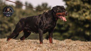 Our Rottweilers - Haus Of Rauchigrotts Rottweiler Kennel