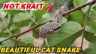 Cat Snake ।Mildly venomous। Not Krait । team azn