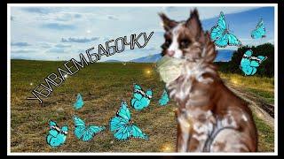 Убиваем бабочку  с Дымовёнком (Catwar )