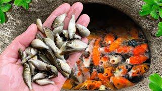 The Incredible Catch Baby ORNAMENTAL FISH, Koi, Arowana, Turtle, Guppy, Flowerhorn Fish, Puffer Fish