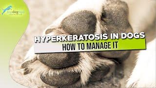 Hyperkeratosis in Dogs and How to Manage It