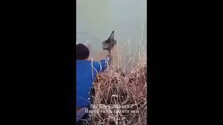 Incredible Carp Fishing Adventure in Uzbekistan  #fishing #shorts