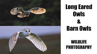 Long-Eared Owls & Barn Owls. Bird & Wildlife Photography