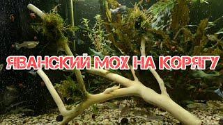 ПРИМОТАЛ ЯВАНСКИЙ МОХ К КОРЯЖКЕ