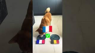 Euro 2024 Football GAMES PREDICTION: Dog Predicts France vs. Belgium & Slovenia vs. Portugal! 