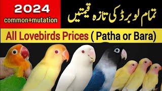 All lovebirds new prices 2024 | love birds price in Pakistan