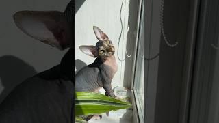  #сфинкс #коты #нил #cat #sphynx #nile #кот #shortsvideo #shorts