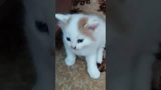 Монькин котище  #catlover #cat #кот