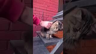 Уход за Котозавром - вычёсывать регулярно!)) #кот #котозавр #домашниеживотные #питомцы #уходзакотом