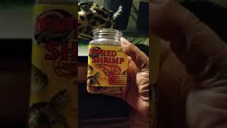 Turtle (RES) feeding freeze dried shrimp 