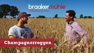 Champagner-Roggen - Warum wir für unser neues Brot regional anbauen