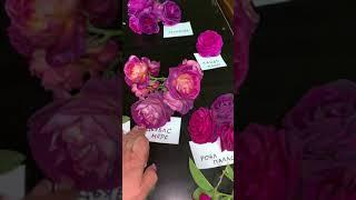 Обзор сортов в тёмной гаммепитомник maryroses.ru