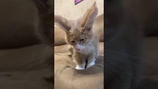 Meet Our Adorable Yellow Cat with Big Ears :kot.richi #cat #cats #usa