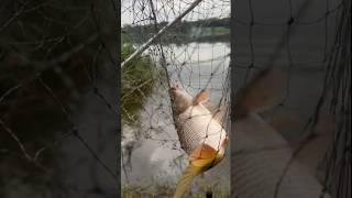 Рыбачим потихоньку  #carpfishing