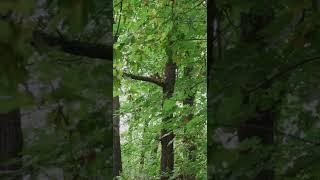Beautiful Nature Scenery #squirrel #shorts #youtubeshorts/Beautiful animal /NATURE RELAXATION MOVIES