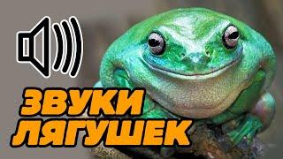 Звук лягушек, лягушка квакает