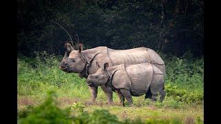 Greater one-horned rhinoceros | Indian rhinoceros | Rhinoceros