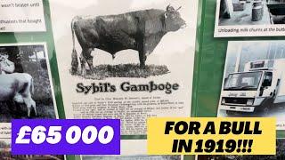 Success at the Autumn Cattle show!Find out what we feed our cows - Bull sells for £65000 in 1959 