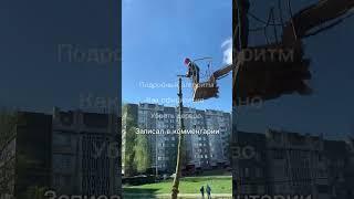 Как срезать дерево в городе? #город #озеленение