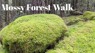 Mossy Forest Walk 4K