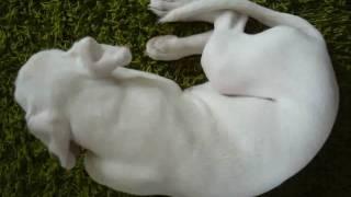 Lotte´s first yoghurt (white Boxer puppy)