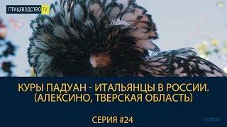 КУРЫ ПАДУАН - Итальянцы в России. (Алексино, Тверская область)