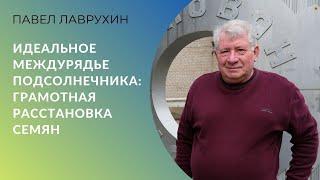 Идеальное междурядье для подсолнечника: грамотная расстановка семян на поле. Учёный Павел Лаврухин