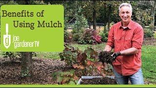 7 Big Benefits of Using Mulch