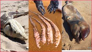 Catching Seafood  Deep Sea Octopus (Catch Crab, Catch Fish) - Tik Tok #33