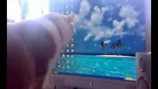 Tigger and desktop fish