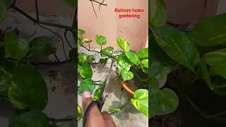 New way to grow money plant in 4 days #viral #youtube #gardening