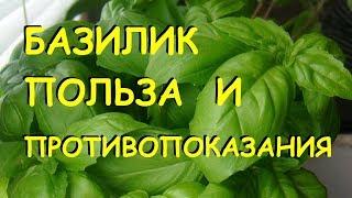 Базилик. Польза и вред. | Benefits of basil (in Russian language)