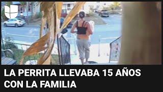 El momento en que tres jóvenes se roban una perrita: la mascota murió cuando la lanzaron de un auto