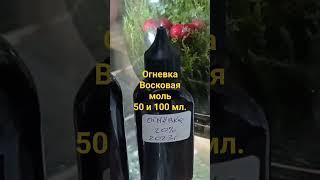 огнёвка восковая моль.