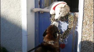 Husky gets SURPRISE Christmas Visitor ... SHERPA and NOOK ..