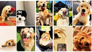 Dogs dp for Instagram | Dogs dp for WhatsApp | Dogs dp aesthetic |Dogs dp pics images|Dogs dp funny