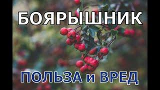 Боярышник польза вред. В чем его уникальность?