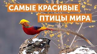 Самые красивые птицы мира. ТОП-10