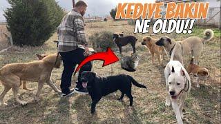 KÖPEKLERİN ARASINA KEDİ GİRİNCE ORTALIK KARIŞTI!