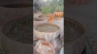 #easy #grow #propogation #portulaca #portulacaflower #beautiful #pot #gardening #video