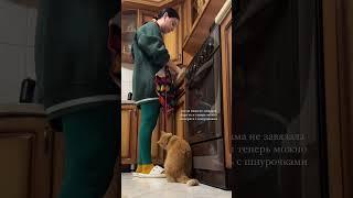 Каждый взрослый кот, глубоко внутри, остается маленьким котенком️#животные #кот #котик #рыжийкот