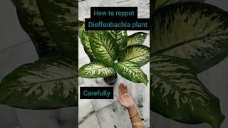 How to reppot Deffinvachiya plant#gardening #plants #youtubeshorts #shorts#shree ji creative garden