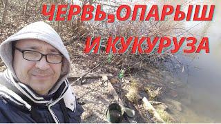 ЧЕРВЬ, ОПАРЫШ и КУКУРУЗА - ждём леща! VergunTV в прямом эфире!