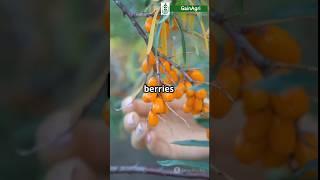 Sea Buckthron Berry | The real super food benefits #seabuckthorn #superfood #farming #shorts #facts