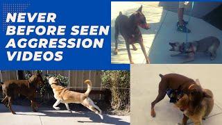 Crazy aggression, dominant, reactive and leash reactive videos// You don't want to miss Bosco.