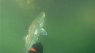 pesca submarina manzanillo col. (ROBALO)(BRISAS)