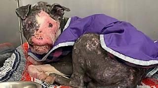He was dumped on the street for years due to severely disfigured and ugly no one want to help!