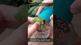2 UNTOLD Hacks to Repot Water Propagation