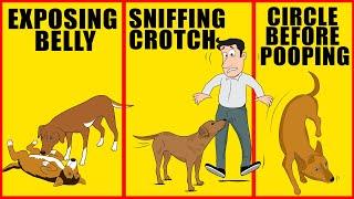 10 Odd Dog Behaviors and What They Actually Mean